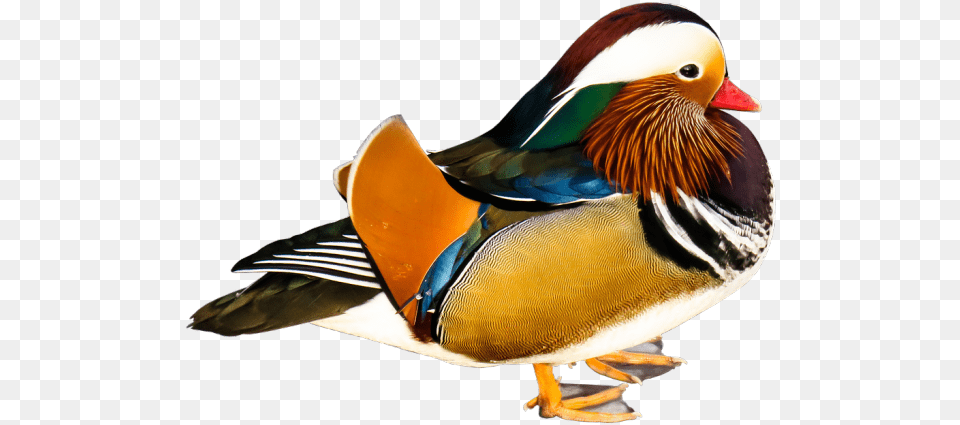 Mandarin Duck, Animal, Anseriformes, Bird, Waterfowl Free Transparent Png