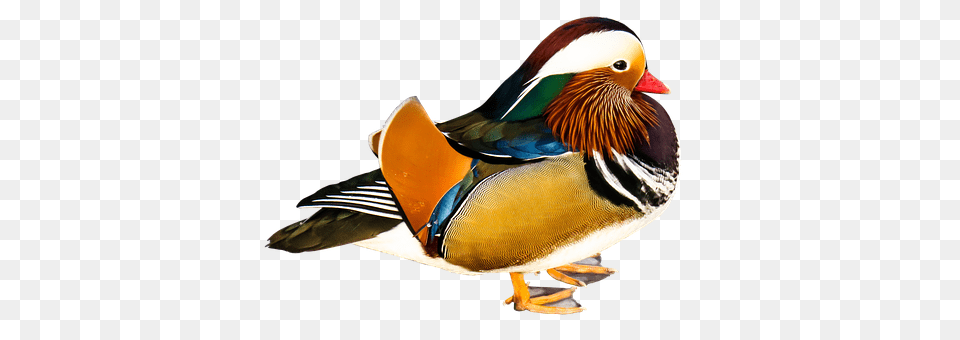 Mandarin Ducks Animal, Anseriformes, Bird, Waterfowl Free Png Download