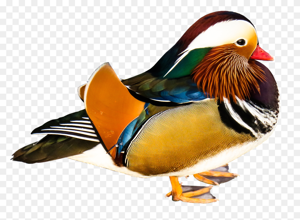 Mandarin Ducks Animal, Anseriformes, Bird, Waterfowl Png