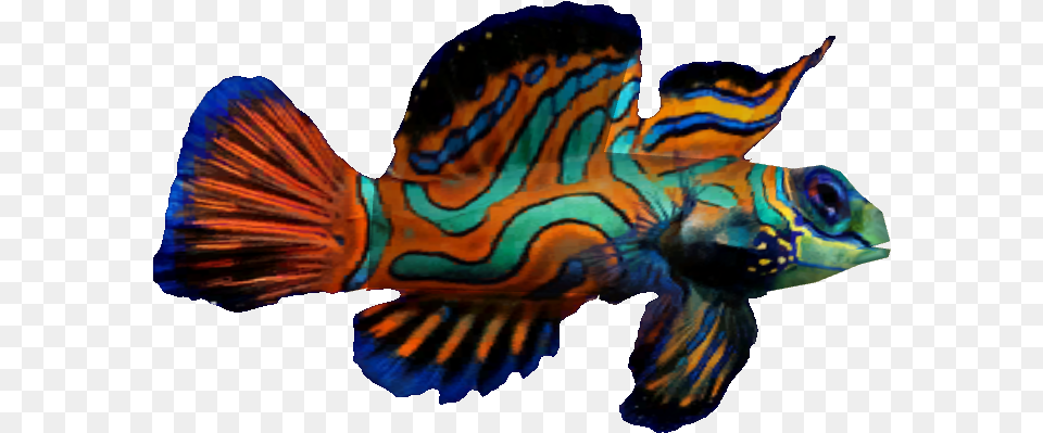Mandarin Fish Mandarin Fish, Aquatic, Water, Animal, Sea Life Free Png