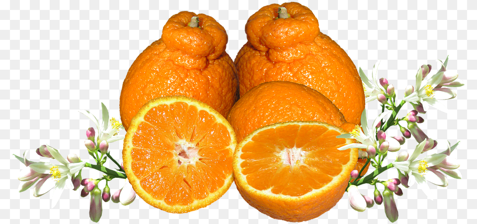 Mandarina Frutas Flor Los Alimentos Orgnicos Alle Zitrusfrchte Der Welt, Citrus Fruit, Food, Fruit, Grapefruit Png
