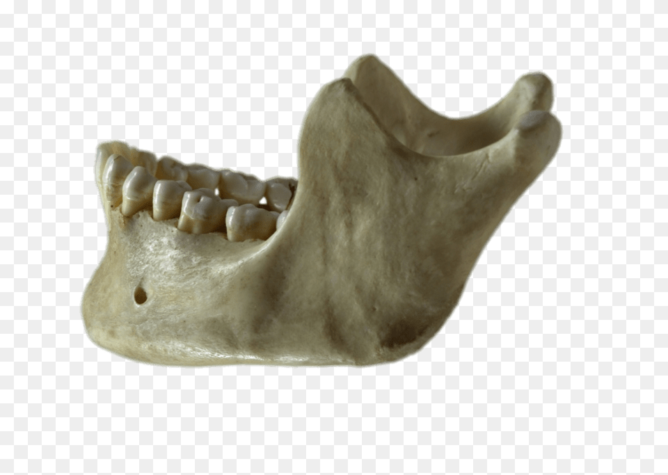 Mandible, Body Part, Head, Mouth, Person Free Png Download