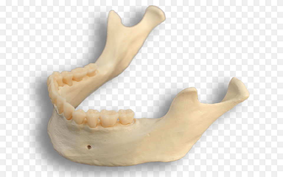 Mandible Bone, Teeth, Body Part, Person, Mouth Free Png Download