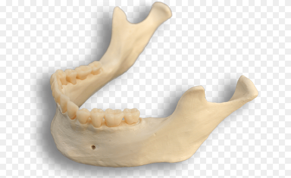 Mandible Bone Download Smile, Teeth, Body Part, Person, Mouth Png Image