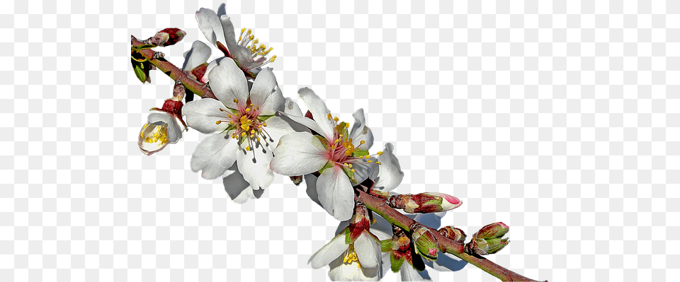 Mandorlo, Flower, Plant, Pollen, Bud Free Png