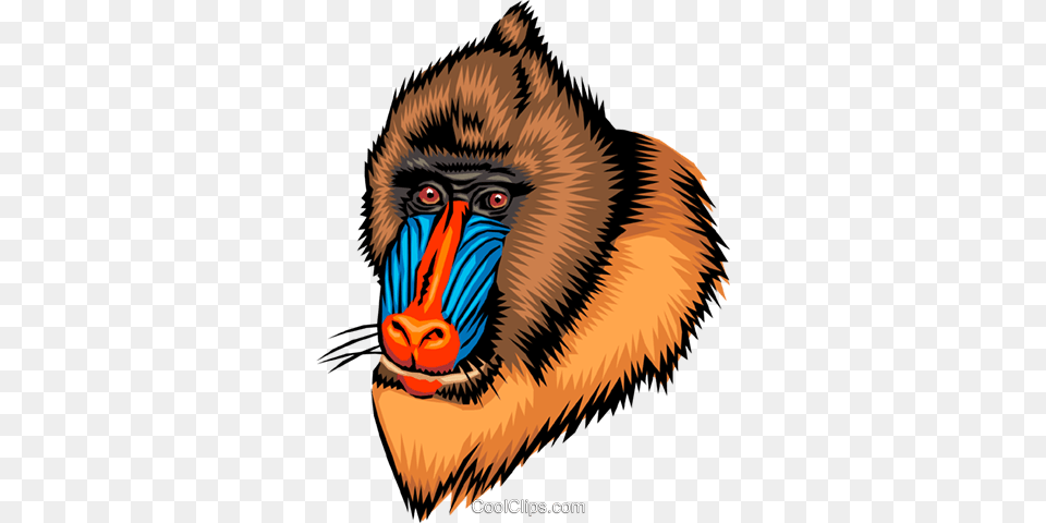 Mandrill Royalty Vector Clip Art Illustration, Animal, Mammal, Monkey, Wildlife Free Transparent Png