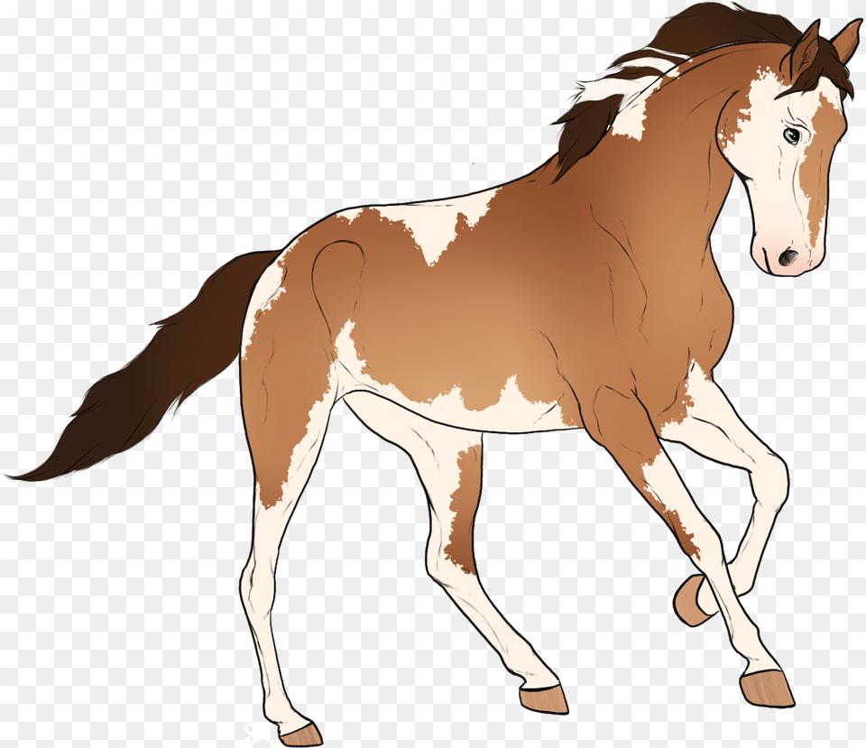 Mane, Animal, Colt Horse, Horse, Mammal Free Transparent Png