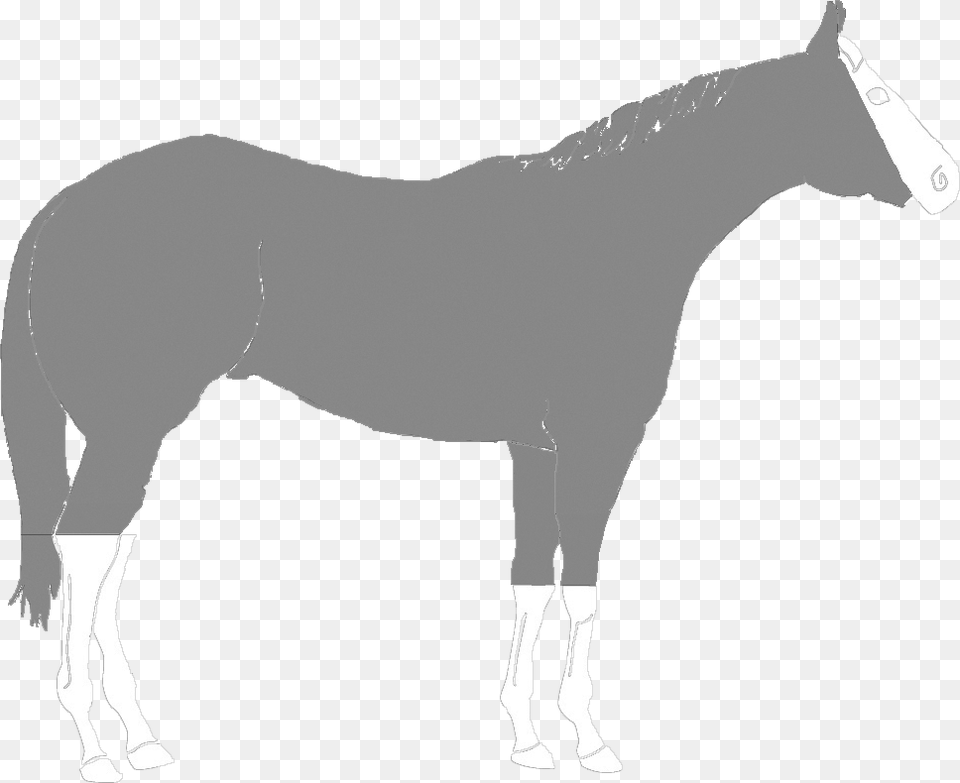 Mane, Animal, Horse, Mammal, Person Png