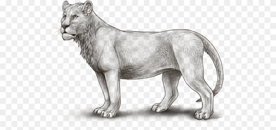 Maneless Lion Lioden, Animal, Mammal, Panther, Wildlife Free Png