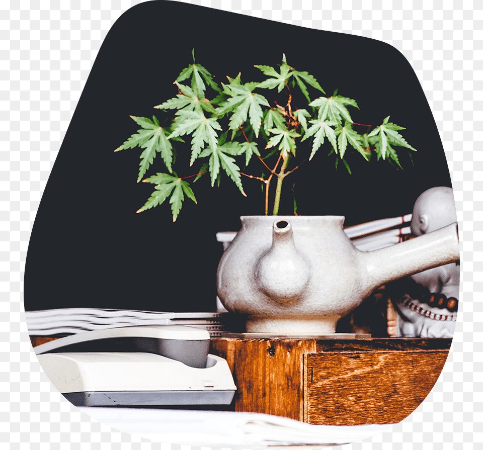 Manfaat Dzikir Dan Doa, Leaf, Plant, Tree, Potted Plant Free Png