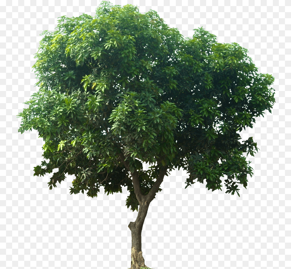 Mangifera Indica Mango Tree Transparent, Plant, Tree Trunk, Oak, Sycamore Png