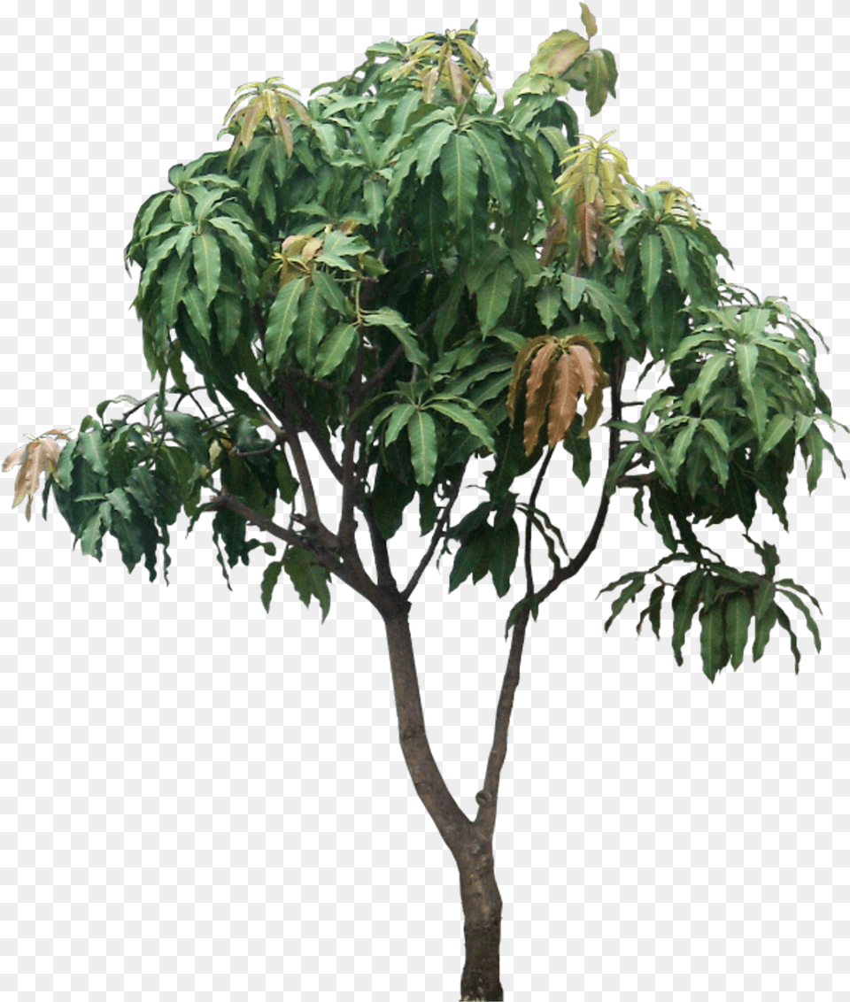 Mangifera Indica Small Tree Mango Tree, Leaf, Plant, Potted Plant, Vegetation Free Png Download