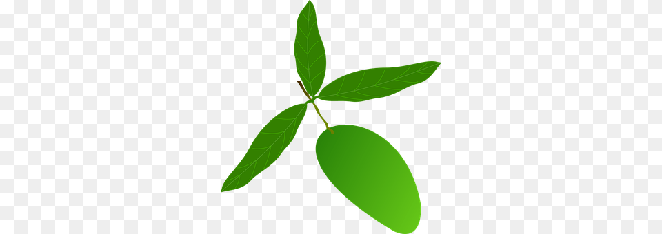 Mango Leaf, Plant, Tree, Green Free Png Download