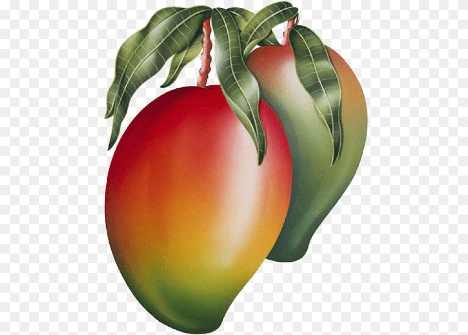 Mango Amp Mango Clipart Mango Painting, Food, Fruit, Plant, Produce Png Image