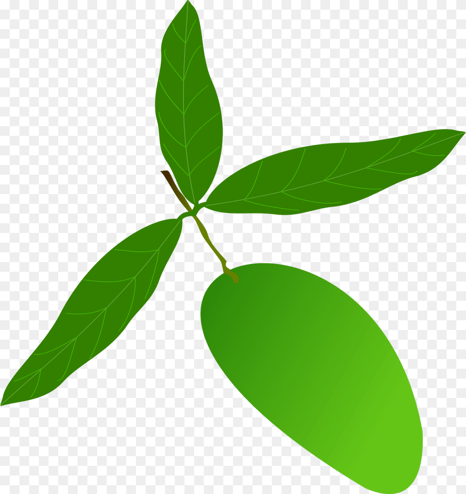 Mango Clipart, Green, Leaf, Plant, Tree Free Transparent Png