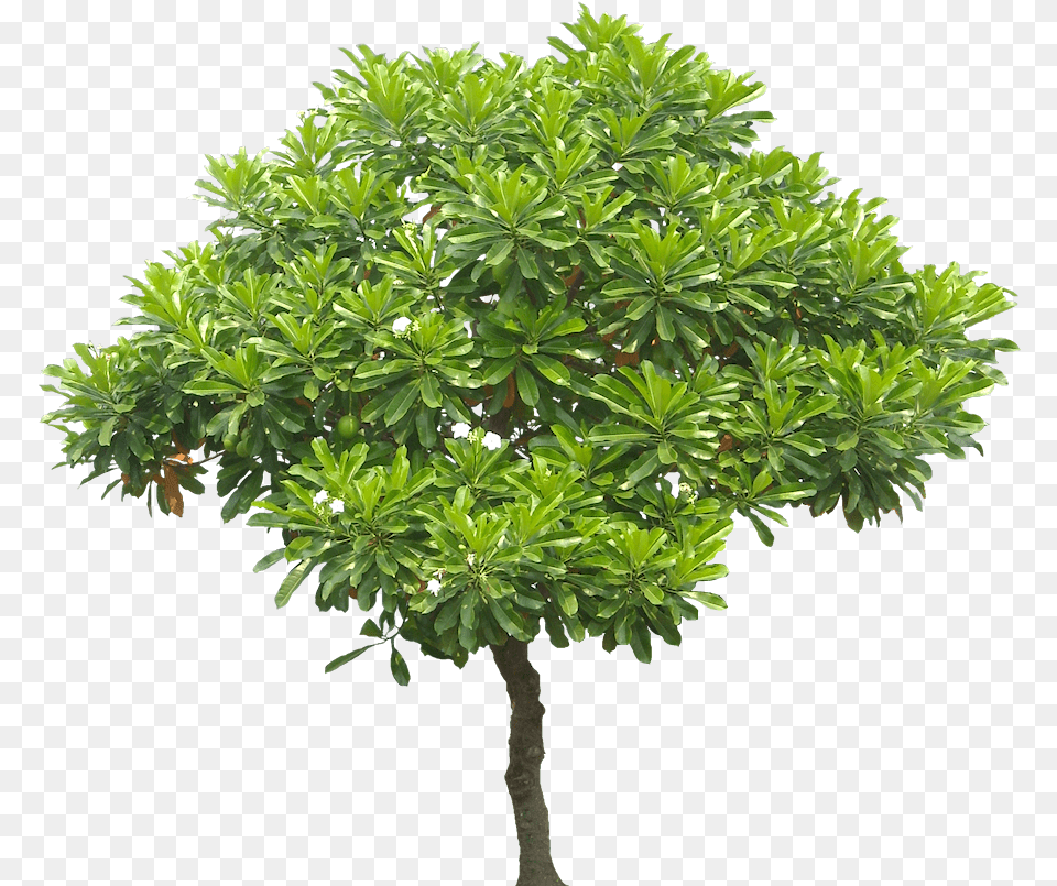 Mango Clipart Top View Cerbera Manghas, Leaf, Plant, Potted Plant, Tree Free Transparent Png