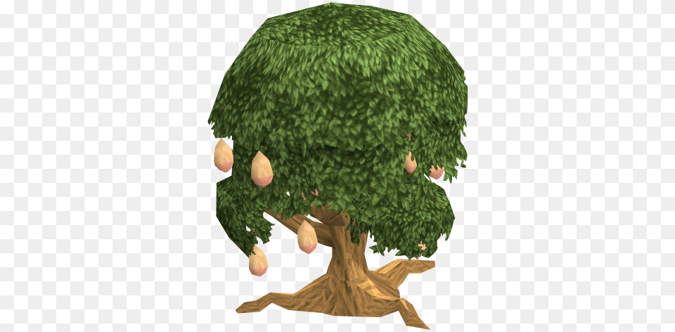 Mango Fairy Tale Runescape Wiki Mango Tree, Vegetation, Plant, Moss, Conifer Free Png Download