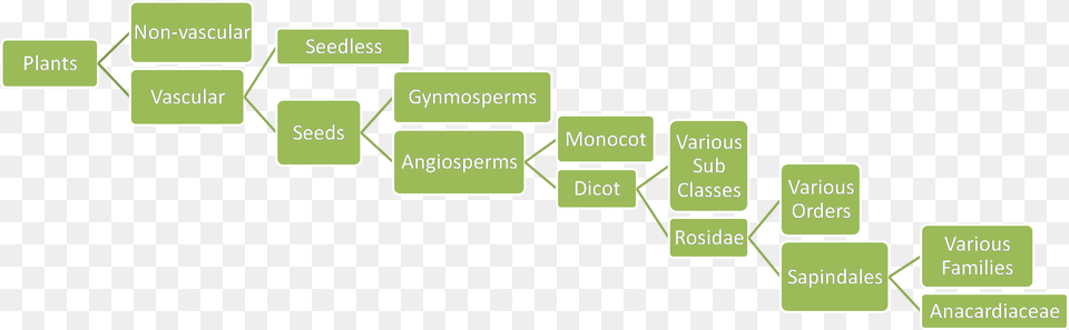 Mango Family Tree, Green, Diagram Png Image