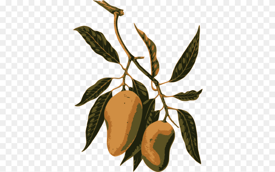 Mango Fruit On A Branch Botanical Illustrations Mango Fruit, Food, Plant, Produce, Leaf Png Image