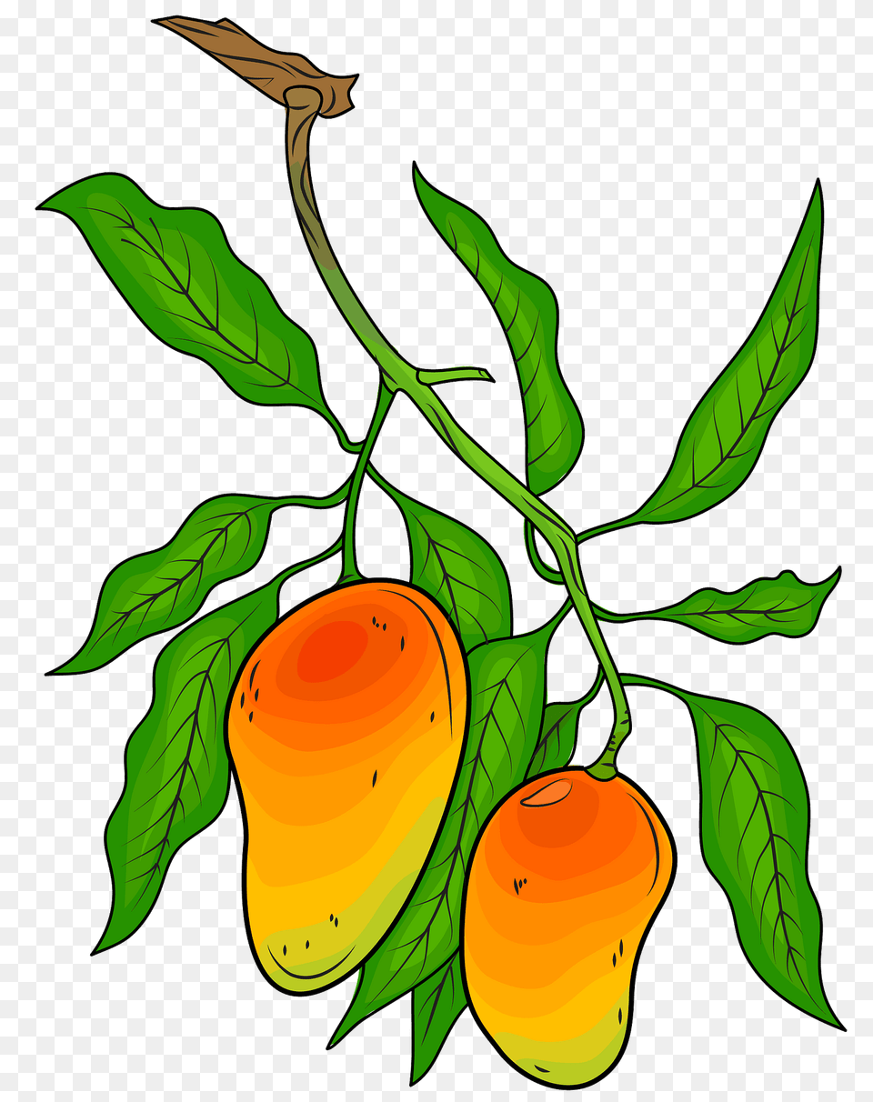 Mango On The Branch Clipart, Food, Fruit, Leaf, Plant Png Image