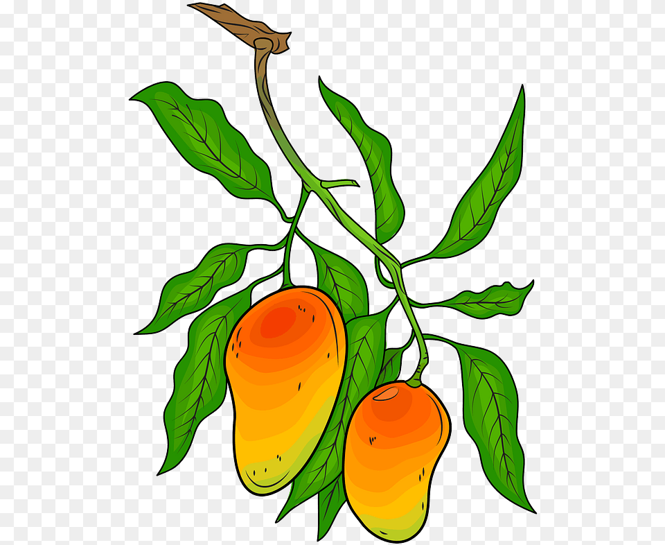 Mango On The Branch Clipart Mangoes Clipart, Food, Fruit, Leaf, Plant Free Png Download