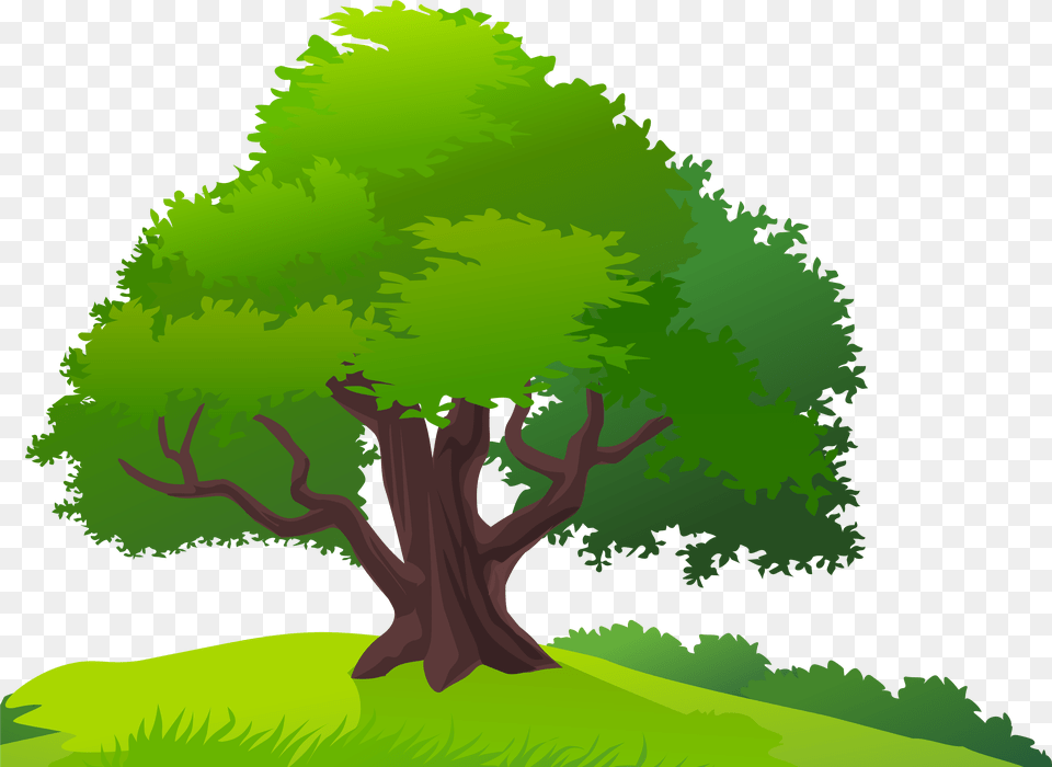 Mango Tree Clip Art, Plant, Green, Conifer, Vegetation Free Png Download