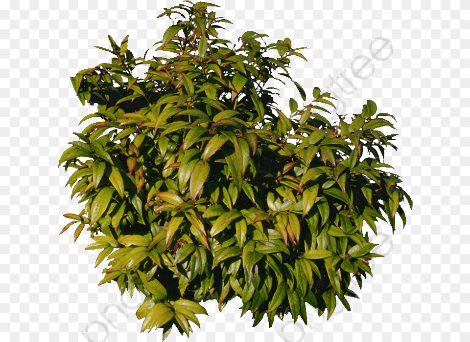 Mango Tree Clipart Tree, Potted Plant, Leaf, Plant, Vegetation Png