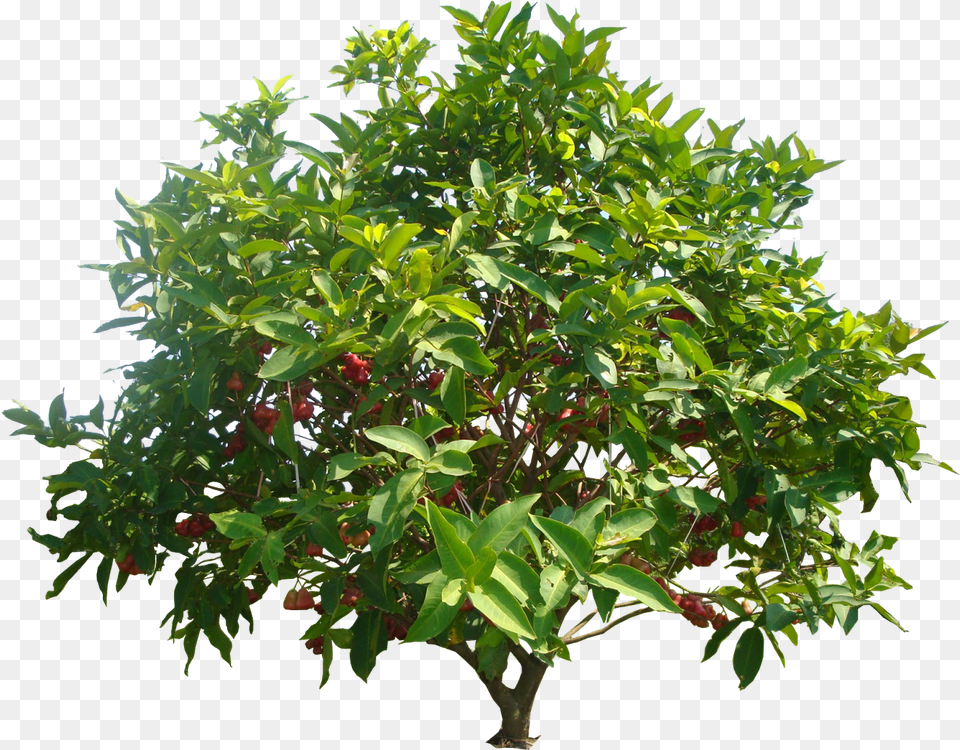 Mango Tree Hd, Plant, Food, Fruit, Produce Png