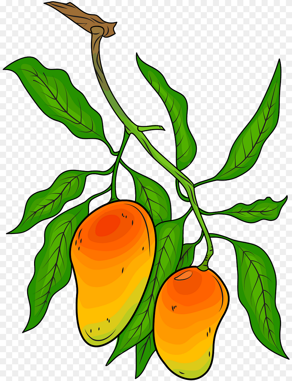 Mango Tree Illustration, Food, Fruit, Leaf, Produce Png Image