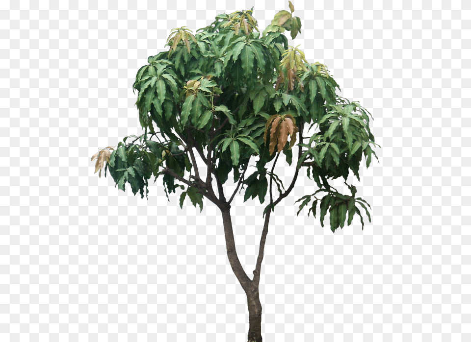 Mango Tree Mango Tree, Leaf, Plant, Potted Plant, Vegetation Free Transparent Png