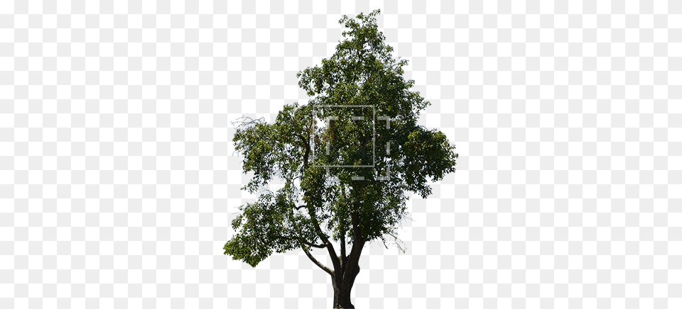 Mango Tree Oak, Plant, Sycamore, Tree Trunk Png Image