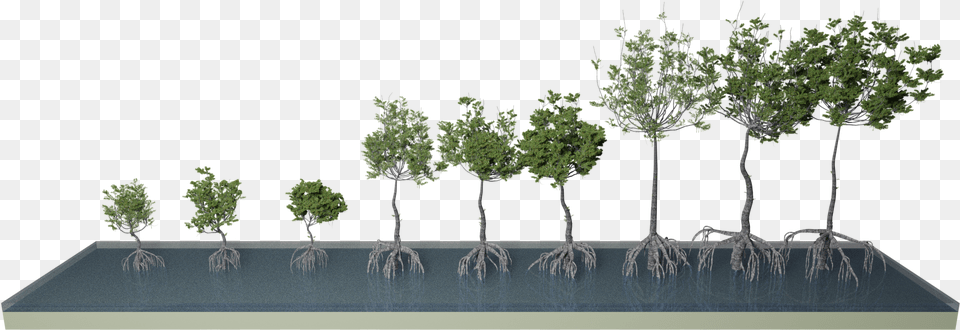 Mangrove 3d Trees U2013 Jules Morel Sabal Palmetto, Plant, Tree, Conifer, Land Png
