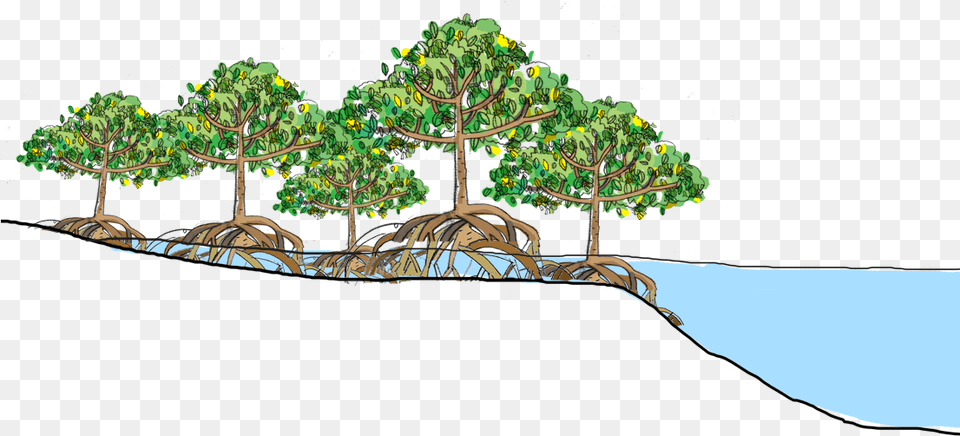 Mangrove 4 Image Mangrove, Rainforest, Tree, Vegetation, Plant Free Transparent Png