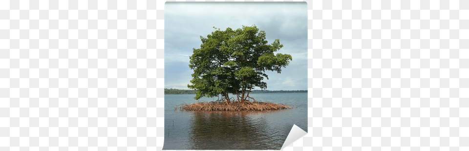 Mangrove Islet, Coast, Tree, Shoreline, Sea Free Png