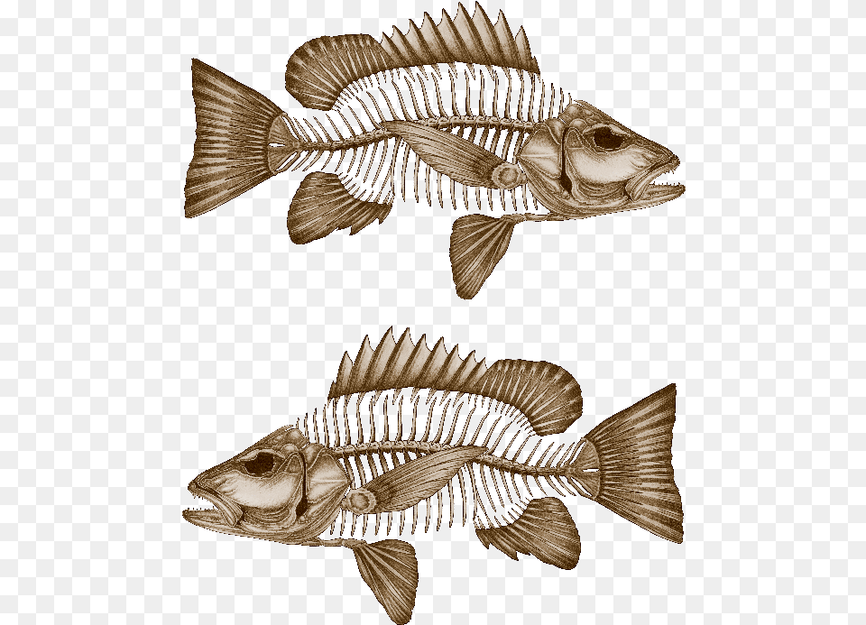 Mangrove Jack Decals Fossil Fish No Background, Animal, Sea Life Free Png Download
