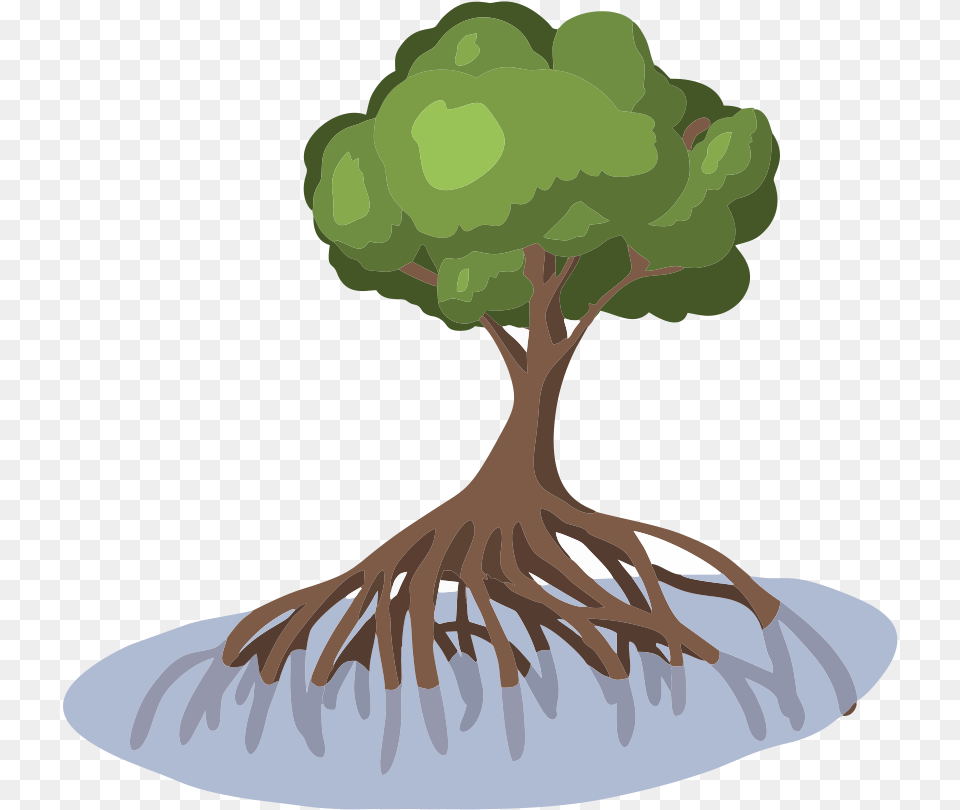 Mangrove Mangrove Tree Clip Art, Plant, Root, Person Free Png