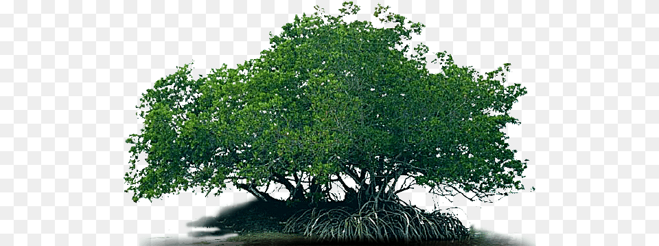 Mangrove Oak, Land, Nature, Outdoors, Plant Png Image