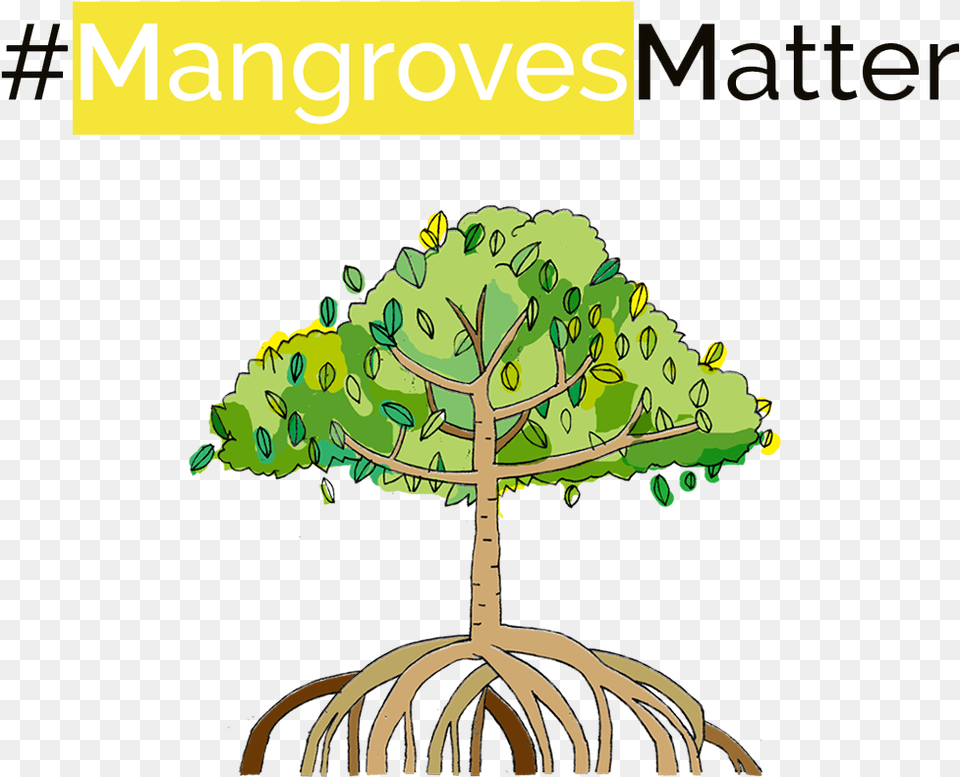 Mangrove Planting Campaign, Plant, Tree, Root, Potted Plant Free Png Download