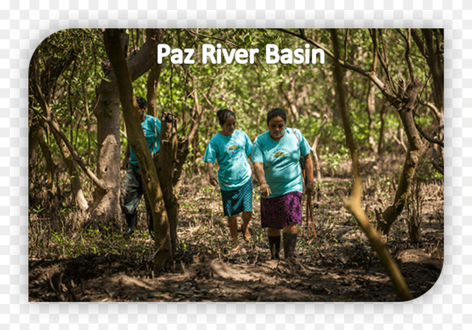 Mangrove Restoration Walking, Woodland, Plant, Person, T-shirt Free Png