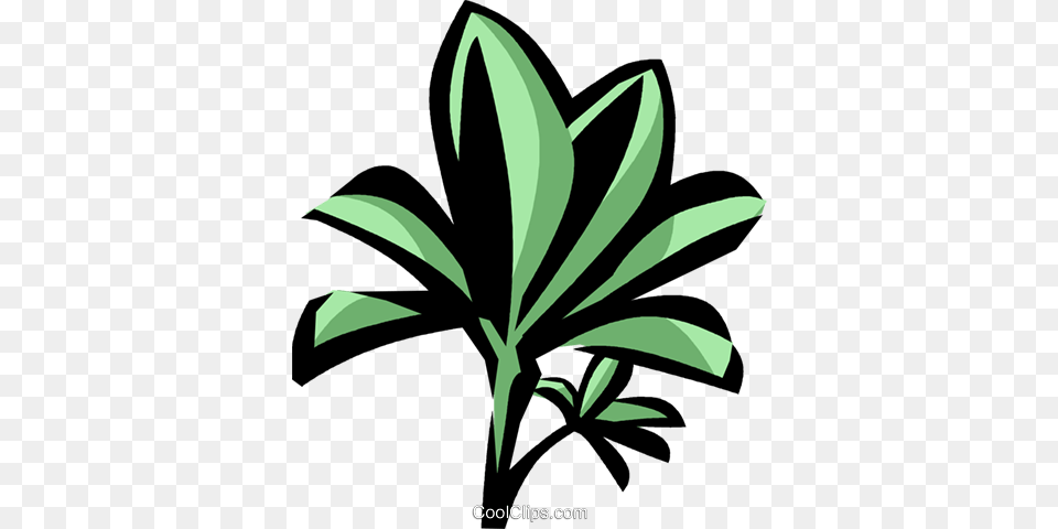 Mangrove Royalty Vector Clip Art Illustration Mangrove, Herbs, Plant, Green, Herbal Free Png Download
