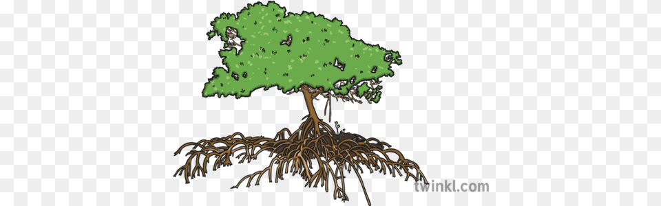 Mangrove Tree Illustration Gambel Oak, Plant, Root, Chandelier, Lamp Free Png
