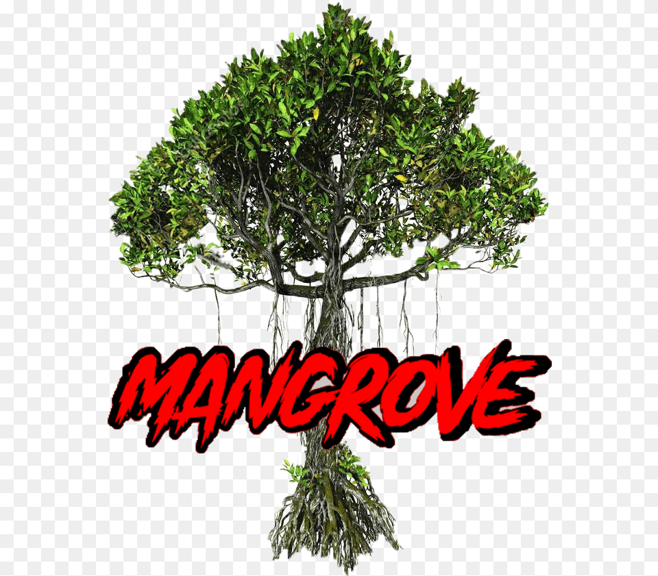 Mangrove Unparalleled, Plant, Land, Vegetation, Nature Free Transparent Png