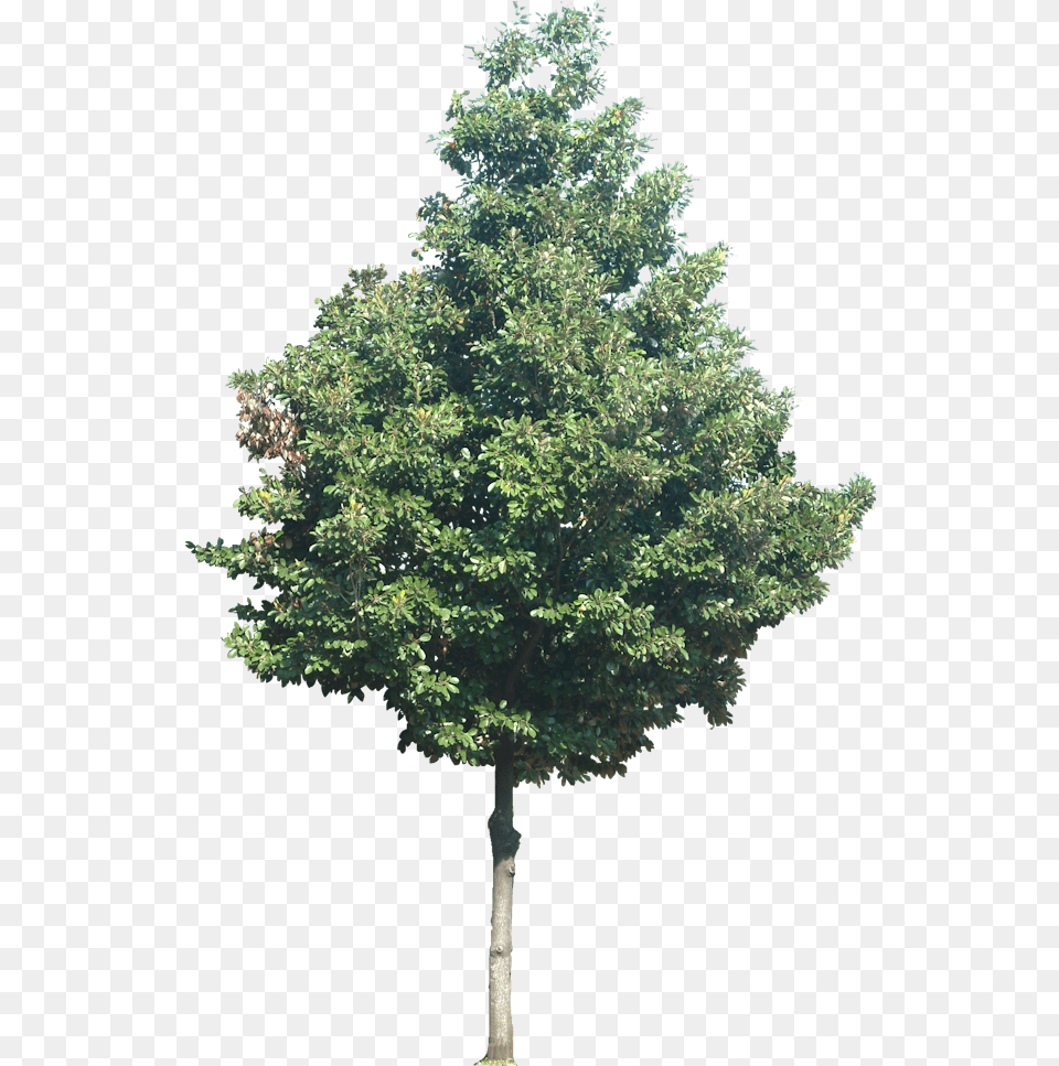 Manilkara Kauki Mexican Pinyon, Plant, Tree, Maple, Fir Png Image