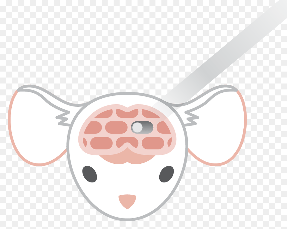 Manipulating Neurons, Cutlery, Spoon Png Image