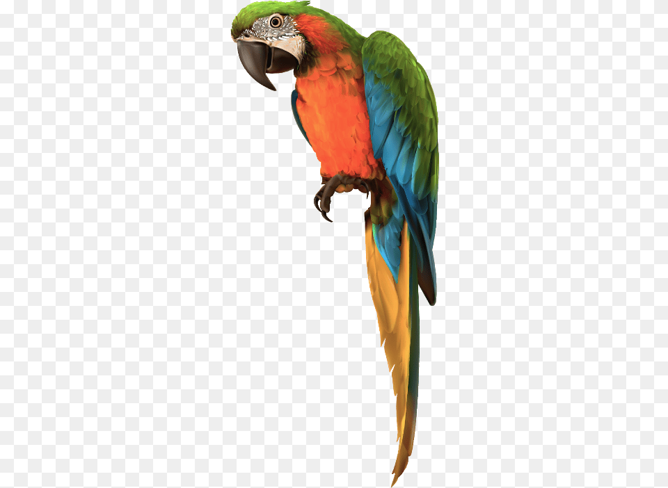 Manipulation Sunflower Photo Background Parrot, Animal, Bird, Macaw Free Png