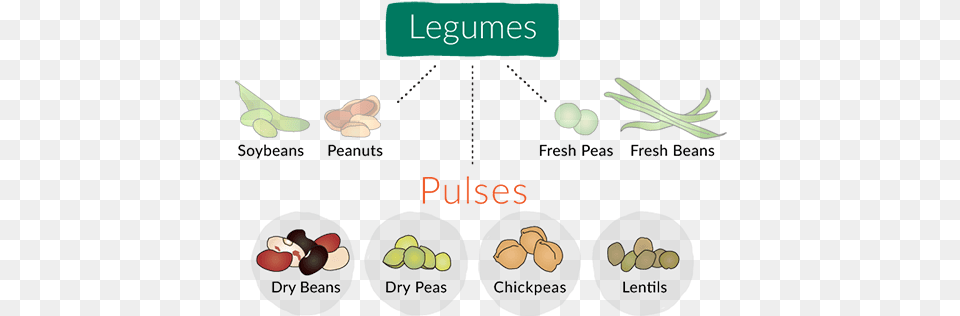 Manitoba Pulse Amp Soybean Growers Legumes And Pulses Difference, Food, Produce, Nut, Plant Free Png