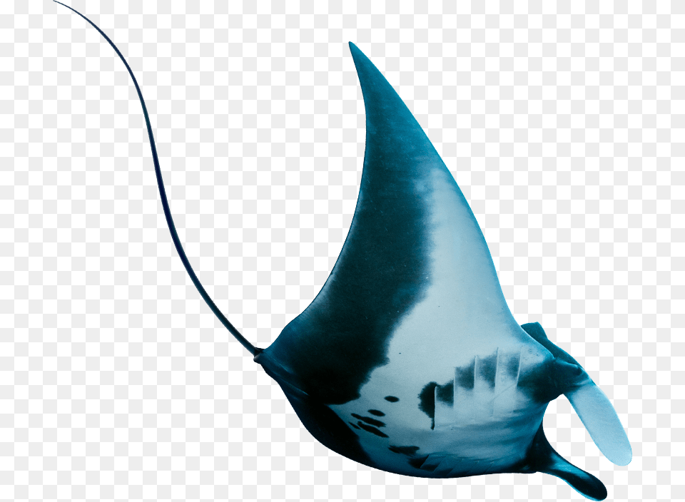 Manta Ray, Animal, Fish, Manta Ray, Sea Life Free Transparent Png