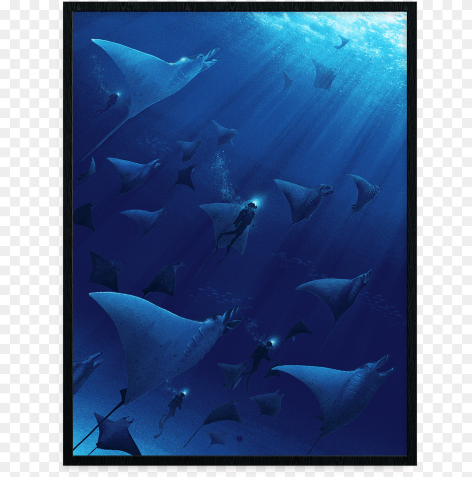 Manta Ray, Animal, Fish, Manta Ray, Sea Life Free Png