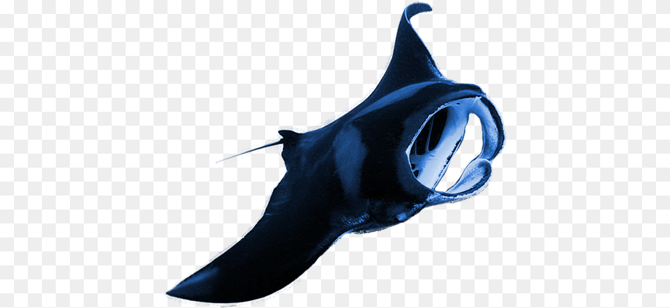 Manta Ray Background, Animal, Fish, Manta Ray, Sea Life Free Png