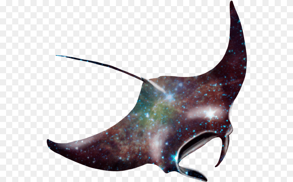 Manta Ray Giant Oceanic Manta Ray Cute, Animal, Fish, Manta Ray, Sea Life Png